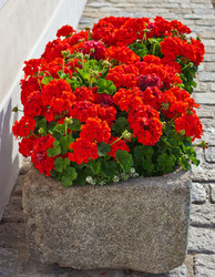 Similar image 1387424