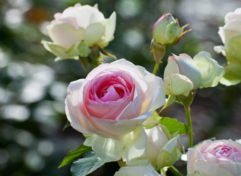 Similar image 1387426