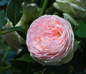 Similar image 1387447