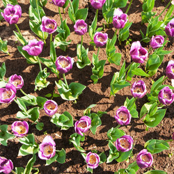 Similar image 1387596