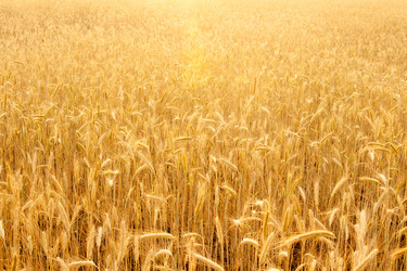 Similar image 1387599