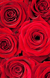 Similar image 1387611