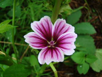 Similar image 1387629