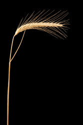 Similar image 1387660