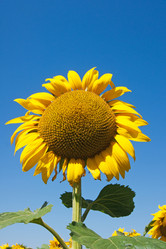 Similar image 1387679