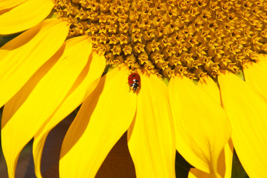 Similar image 1387680