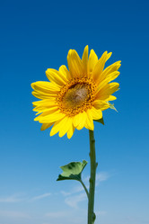 Similar image 1387691