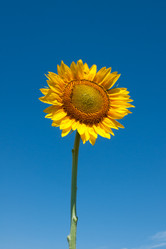 Similar image 1387705