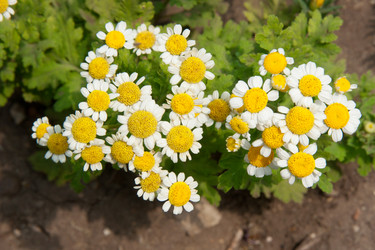 Similar image 1387721