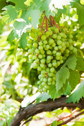 Similar image 1387727