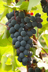 Similar image 1387737