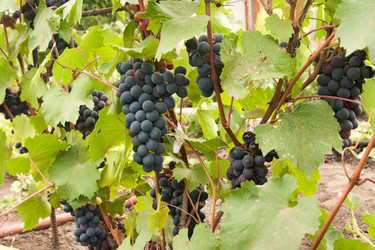 Similar image 1387738