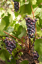 Similar image 1387739