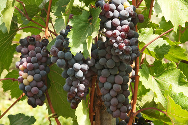 Similar image 1387740