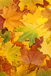 Similar image 1387807