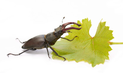 Similar image 1388745