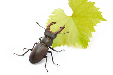 Similar image 1388747