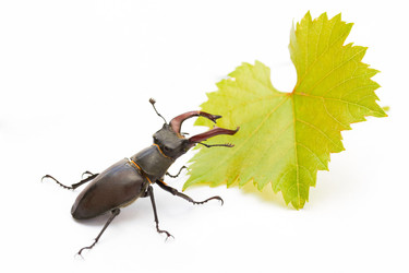 Similar image 1388749