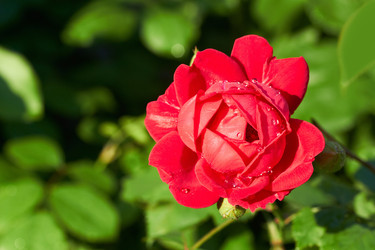 Similar image 1388878