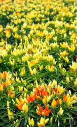 Similar image 1391315