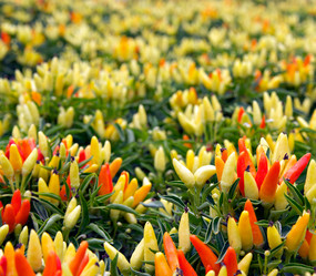 Similar image 1391323