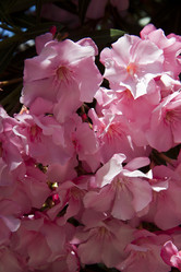 Similar image 1394251