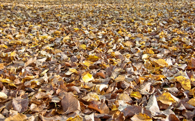 Similar image 1395454