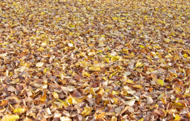 Similar image 1395456