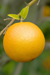 Similar image 1395495