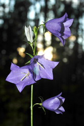 Similar image 1396861