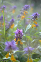 Similar image 1396864