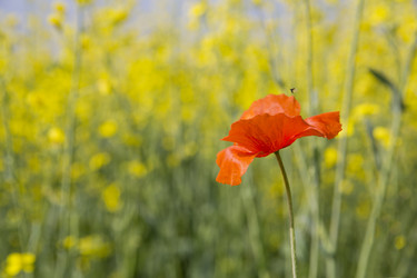 Similar image 1397205