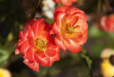 Similar image 1397979