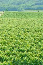 Similar image 1398159