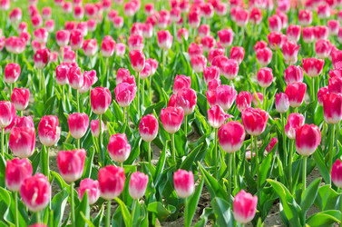 Similar image 1398332