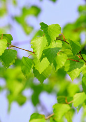 Similar image 1399511