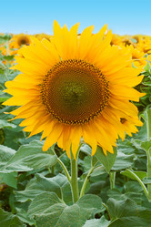 Similar image 1401150