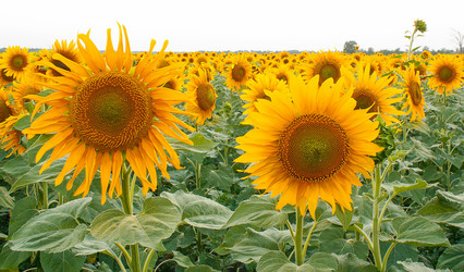 Similar image 1401151