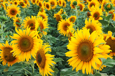 Similar image 1401153