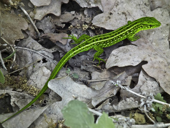 Similar image 1401221