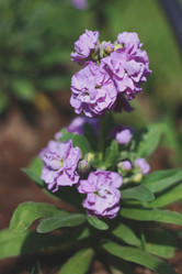 Similar image 1401287