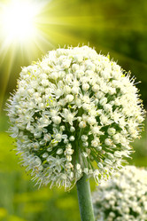 Similar image 1405048