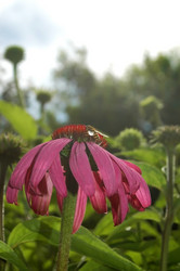 Similar image 1408435