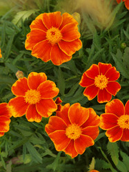 Similar image 1409222