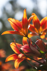 Similar image 1409342