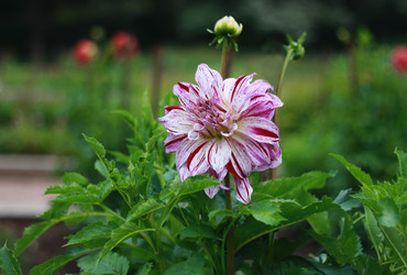 Similar image 1410884