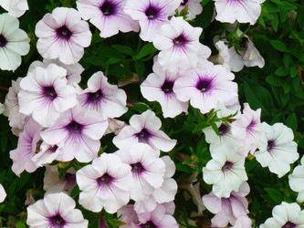 Similar image 1411087