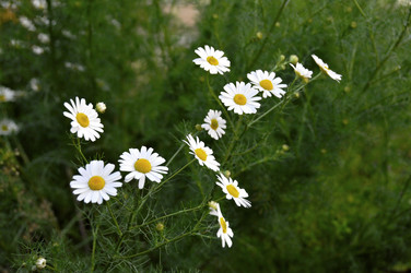 Similar image 1411740