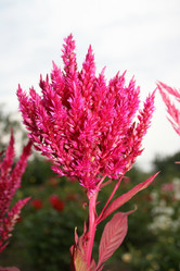 Similar image 1411943