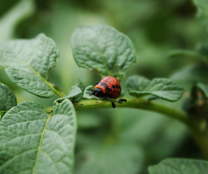 Similar image 1413147